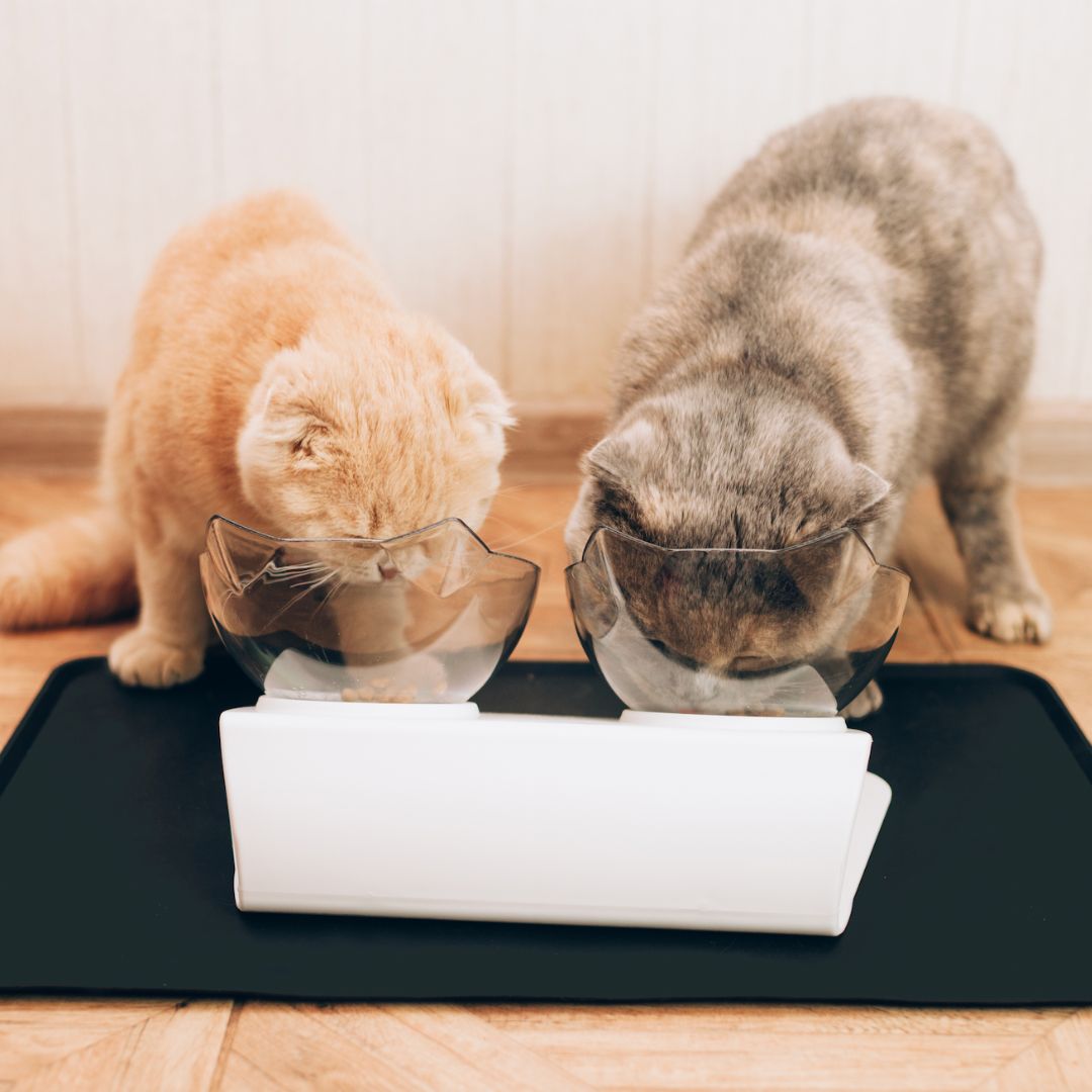 YumBowl™ Orthopädischer Anti-Brechmittel-Katzenfutterautomat 