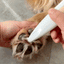 PawPerfect™ Pfotenpflegegerät für Haustiere